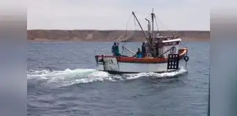 Produce estableció en 440 toneladas el límite de captura de tiburón martillo para el 2023 Produce estableció en 440 toneladas el límite de captura de tiburón martillo para el 2023