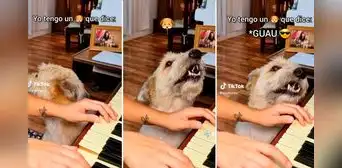Perro se hace viral al cantar mientras su dueña toca el piano: “Mejor que Bad Bunny” Perro se hace viral al cantar mientras su dueña toca el piano: “Mejor que Bad Bunny”