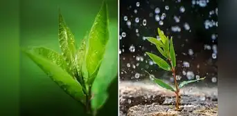 ¿Sabías que las plantas "sienten pánico" de la lluvia? Esto dicen los científicos ¿Sabías que las plantas "sienten pánico" de la lluvia? Esto dicen los científicos