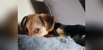 Alquiler de departamento: ni fumadores ni mascotas