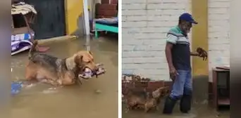 Perrita rescata a su cría que perdió la vida tras inundaciones en Lambayeque: "Amor de madre”