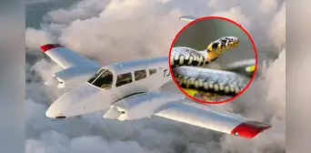Piloto encuentra una serpiente por su asiento y se salva de ser mordido en pleno vuelo Piloto encuentra una serpiente por su asiento y se salva de ser mordido en pleno vuelo