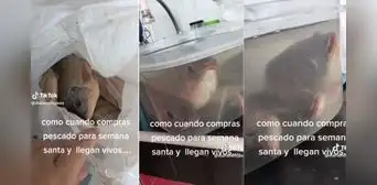 Compra pescados por Semana Santa, pero al llegar a casa descubre que están vivos: “Si estaban frescos” Compra pescados por Semana Santa, pero al llegar a casa descubre que están vivos: “Si estaban frescos”