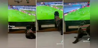 ¿El perro más futbolero?: can se vuelve viral por 'celebrar' los goles de Fluminense ante Cristal ¿El perro más futbolero?: can se vuelve viral por 'celebrar' los goles de Fluminense ante Cristal