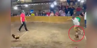 Maltrato animal: gallo con navaja ataca y hiere a su propio dueño durante ilegal práctica