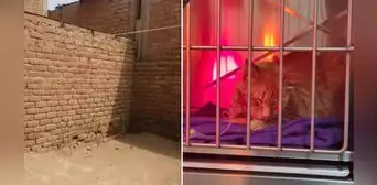 Ventanilla: albergue sufre continuas amenazas de envenenamiento a mascotas Ventanilla: albergue sufre continuas amenazas de envenenamiento a mascotas