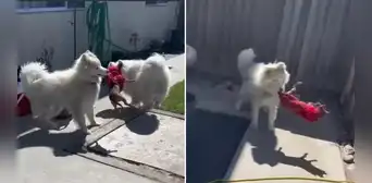Perros fueron regañados por su dueña tras jugar toscamente con una chihuahua Perros fueron regañados por su dueña tras jugar toscamente con una chihuahua