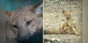 ¿Qué pasó con Run Run, el zorro que se hizo famoso en el Perú, y cómo se encuentra? ¿Qué pasó con Run Run, el zorro que se hizo famoso en el Perú, y cómo se encuentra?