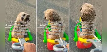 “Los carritos son para niños, no para perros”: mujer pasea a su mascota en movilidad de juguete y la critican “Los carritos son para niños, no para perros”: mujer pasea a su mascota en movilidad de juguete y la critican