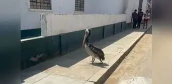 Vecinos preocupados por inusual aparición de pelícano cerca al centro de Trujillo Vecinos preocupados por inusual aparición de pelícano cerca al centro de Trujillo