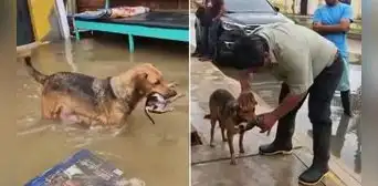 Roxy, la perrita coraje que rescató a sus cachorros muertos ahora padece de mastitis