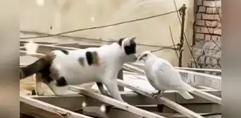 Gato se acerca a una paloma para darle un 'beso' y deja en shock a usuarios en redes Gato se acerca a una paloma para darle un 'beso' y deja en shock a usuarios en redes