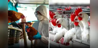 Reportan primera muerte de paciente infectada con la variante H3N8 de gripe aviar en China Reportan primera muerte de paciente infectada con la variante H3N8 de gripe aviar en China