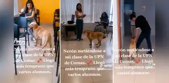 Perro entra a salón de clases en una universidad: "Es más puntual que muchos" Perro entra a salón de clases en una universidad: "Es más puntual que muchos"