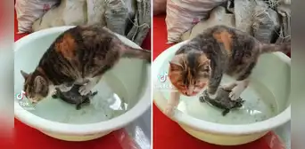 Gato usa tortuga como soporte para no mojarse las patitas mientras toma agua: "Pensó que era una piedra" Gato usa tortuga como soporte para no mojarse las patitas mientras toma agua: "Pensó que era una piedra"