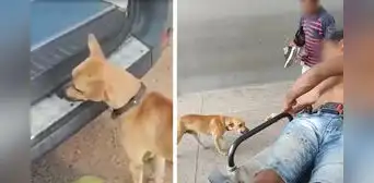 Perro persiguió por 3 kilómetros a ambulancia que trasladaba a su dueño