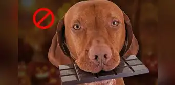 ¿Por qué motivo los perros no deben comer chocolate? Aquí la respuesta