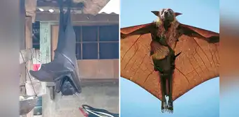¿Cuánto mide el zorro volador filipino, considerado el murciélago más grande del mundo? ¿Cuánto mide el zorro volador filipino, considerado el murciélago más grande del mundo?