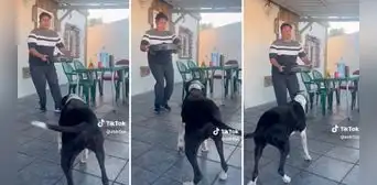 ¡Al ritmo del merengue! Perrita saca singulares pasos y cautiva a usuarios ¡Al ritmo del merengue! Perrita saca singulares pasos y cautiva a usuarios