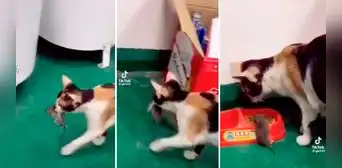 Gato se ‘solidariza‘ con ratón y le ‘invita’ a comer del mismo plato: “Ama a su prójimo” Gato se ‘solidariza‘ con ratón y le ‘invita’ a comer del mismo plato: “Ama a su prójimo”