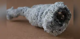Impacto de rayo en un árbol crea un mineral 'alienígena' en la Tierra Impacto de rayo en un árbol crea un mineral 'alienígena' en la Tierra