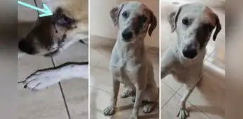 “Aún estando así, mueve la cola”: piden ayuda para perrito que fue herido en el ojo y la nariz “Aún estando así, mueve la cola”: piden ayuda para perrito que fue herido en el ojo y la nariz