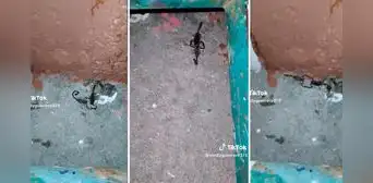Alacranes 'bailan' a ritmo de "Tiempo de vals": “Tienen más vida amorosa que uno” Alacranes 'bailan' a ritmo de "Tiempo de vals": “Tienen más vida amorosa que uno”