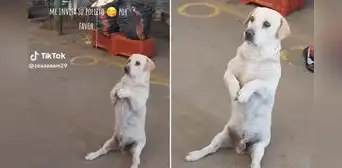Perrito enternece por esperar 'sentado' frente a puesto de carne: “Cosita bella” Perrito enternece por esperar 'sentado' frente a puesto de carne: “Cosita bella”
