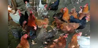 Condenan a hombre que mató de susto a 1.100 gallinas para vengarse de su vecino