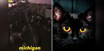 Encuentran cientos de gatitos con ojos brillosos en la noche y video se vuelve viral: “Michigan” Encuentran cientos de gatitos con ojos brillosos en la noche y video se vuelve viral: “Michigan”