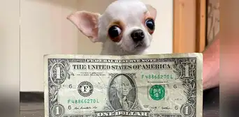 Pearl, la chihuahua de 9,14 cm, es la perrita más pequeña del mundo: mide como un dólar