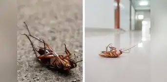¿Por qué algunas cucarachas suelen morir patas arriba?