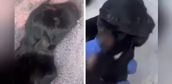 Amenazan a protectora de animales en Venezuela al enviarle a sus 3 cachorros mutilados Amenazan a protectora de animales en Venezuela al enviarle a sus 3 cachorros mutilados