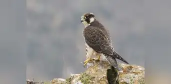 Halcón ingresa a vivienda y asusta a familia en Cajamarca Halcón ingresa a vivienda y asusta a familia en Cajamarca