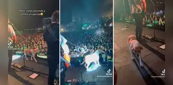 ¡La estrella del concierto! Perro sube al escenario de la banda Los Auténticos Decadentes y enternece al público