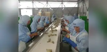 Agroexportaciones siguen creciendo en Chavimochic