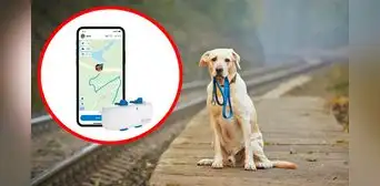 ¿Cómo usar tu teléfono para rastrear a tu perro y evitar que se pierda por accidente?