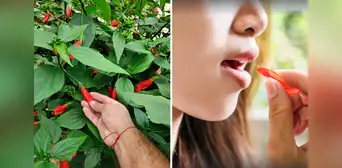 ¿Recuerdas cuando chupabas el néctar de esta flor? Conoce qué puede producir a largo plazo ¿Recuerdas cuando chupabas el néctar de esta flor? Conoce qué puede producir a largo plazo