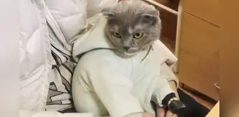 Mujer es capturada con un gato al que envolvió con droga y vistió como un bebé Mujer es capturada con un gato al que envolvió con droga y vistió como un bebé