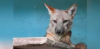 Zorros, dueños de Las Lomas Zorros, dueños de Las Lomas