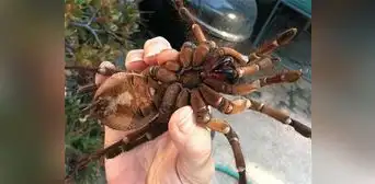 ¿Cuánto mide la tarántula goliat, la araña considerada como la más grande del mundo? ¿Cuánto mide la tarántula goliat, la araña considerada como la más grande del mundo?