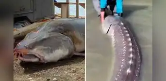 ¿Cuánto mide y pesa un pez esturión, el llamado dinosaurio viviente por su gigantesco tamaño? ¿Cuánto mide y pesa un pez esturión, el llamado dinosaurio viviente por su gigantesco tamaño?