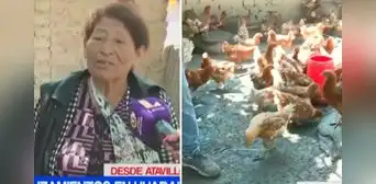 Damnificada remata sus 700 gallinas tras perderlo todo por deslizamientos en Huaral Damnificada remata sus 700 gallinas tras perderlo todo por deslizamientos en Huaral