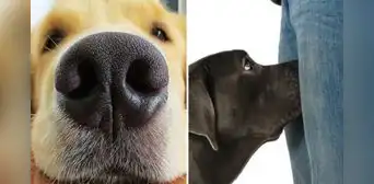 ¿Sabías que los perros no huelen tus partes íntimas por motivos sexuales? Conoce la SORPRENDENTE razón ¿Sabías que los perros no huelen tus partes íntimas por motivos sexuales? Conoce la SORPRENDENTE razón