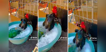 Gallo disfruta de un relajante baño de tina y usuarios reaccionan: “Qué buena vida”