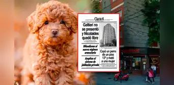La insólita historia del perrito que cayó del piso 13 y provocó 3 muertes en Argentina La insólita historia del perrito que cayó del piso 13 y provocó 3 muertes en Argentina