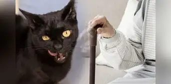 Murió sola y fue devorada por sus gatos: el triste caso de Clara Tobón Murió sola y fue devorada por sus gatos: el triste caso de Clara Tobón