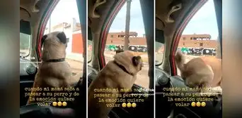 Perro paseaba en su auto, no contuvo su emoción y saltó por la ventana: "El perro volador"