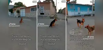 Perro finge discapacidad en sus patas posteriores y usuarios responden: “Merece un óscar” Perro finge discapacidad en sus patas posteriores y usuarios responden: “Merece un óscar”