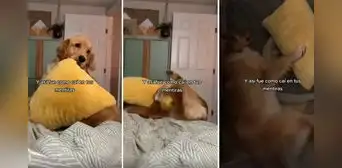 Perrito cae estrepitosamente al jugar y usuarios reaccionan: “Así fue como caí en tus mentiras”